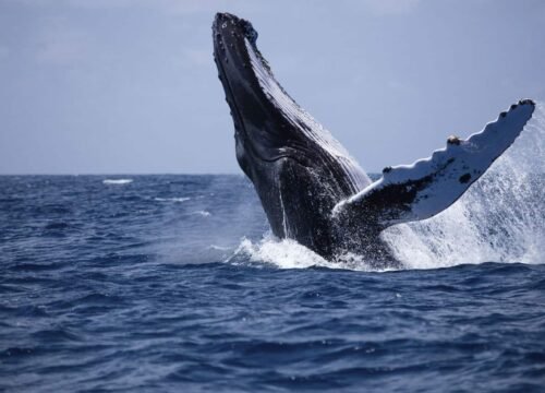 Whale Watching, Galle Fort, Unawatuna Turtle Beach & Mirissa Coconut Hill – 1 Day Tour