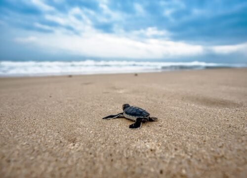 Hikkaduwa Turtle Beach – 1 Day Tour