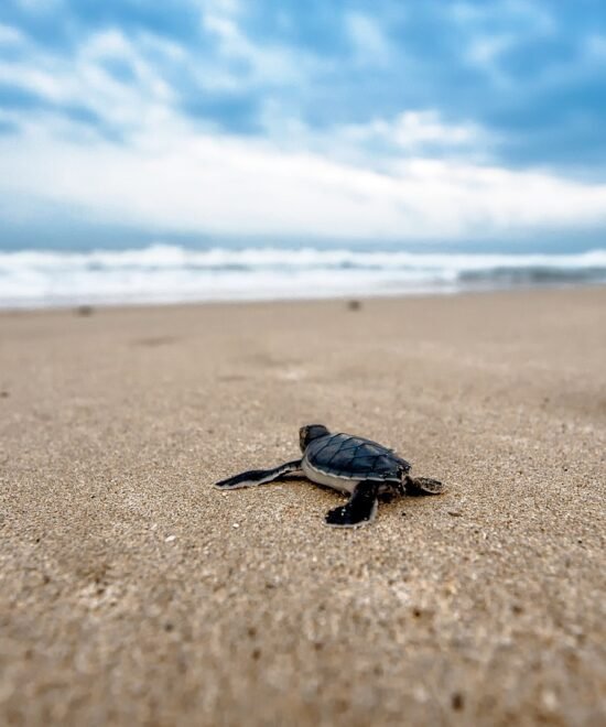 Hikkaduwa Turtle Beach – 1 Day Tour
