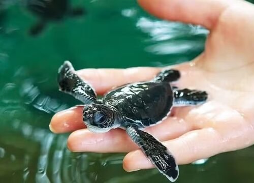 Kosgoda Turtle Hatchery – 1 Day Tour