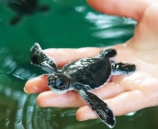 Kosgoda Turtle Hatchery – 1 Day Tour