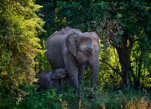 Udawalawe National Park Safari & Udawalawe Elephant Transit Home – 1 Day Tour