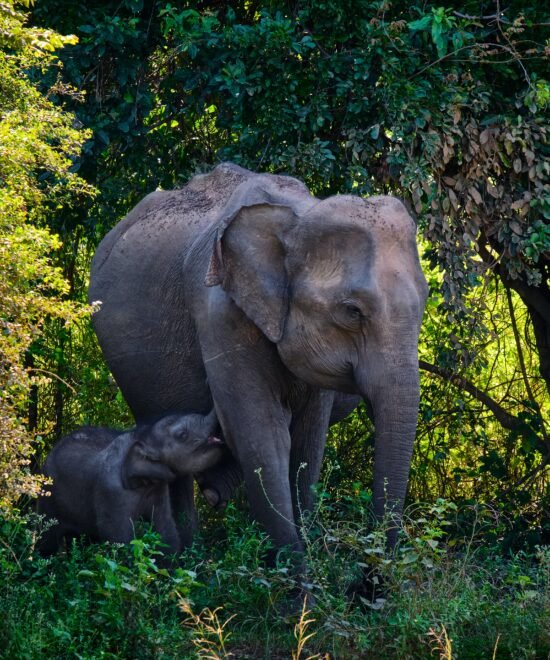 Udawalawe National Park Safari & Udawalawe Elephant Transit Home – 1 Day Tour