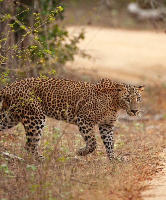 8-Day Sri Lanka Grand Circle Tour