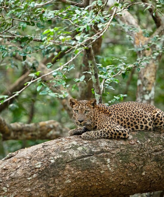 Yala or Udawalawe Safari with Ella – 1 Day Tour