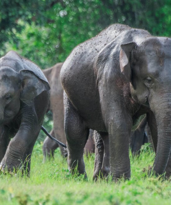 Heritage & Wildlife of Sri Lanka