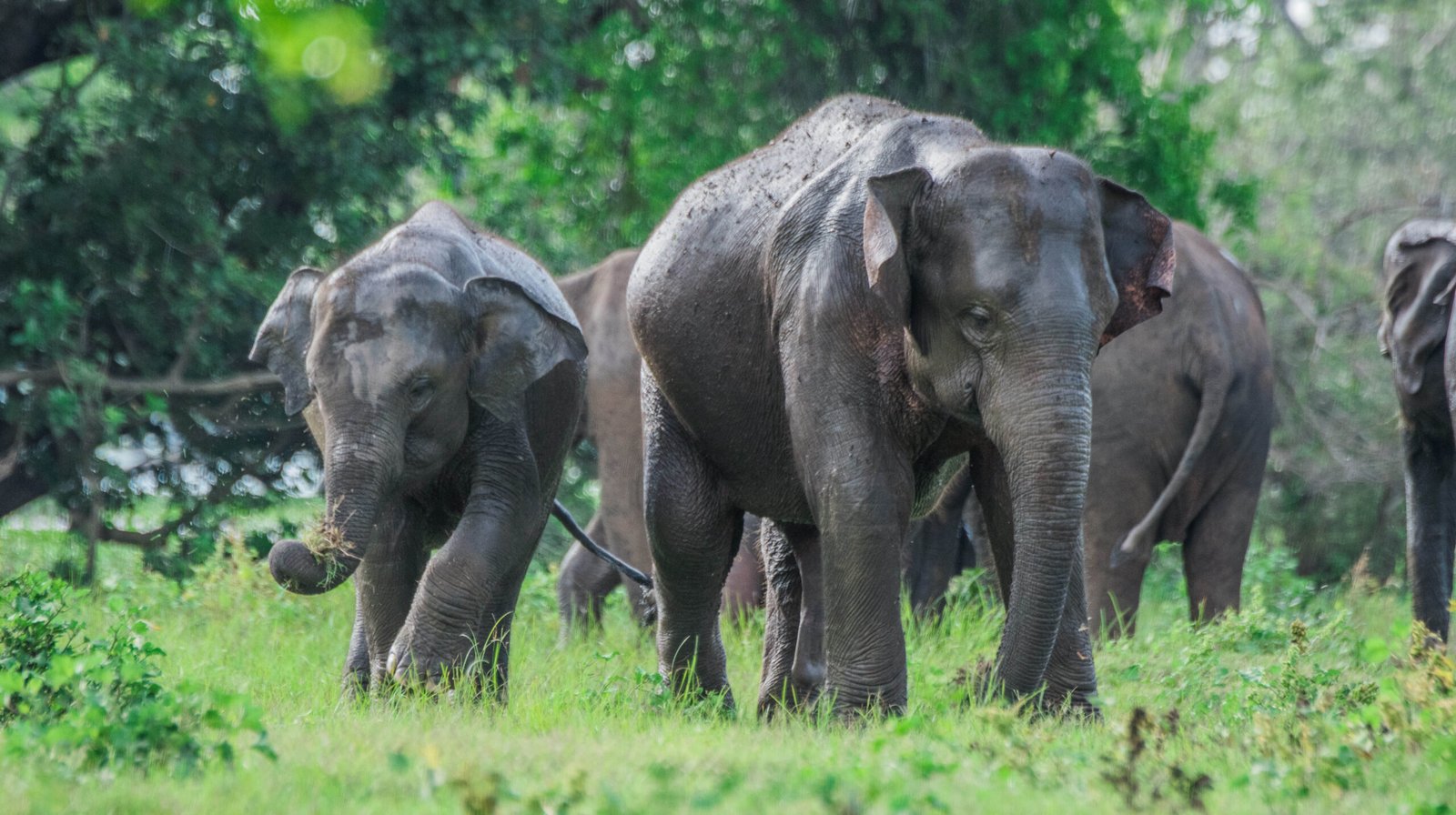 Heritage & Wildlife of Sri Lanka