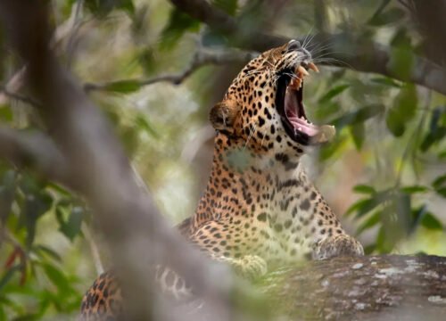 5-Day Sri Lanka Heritage & Wildlife Explorer
